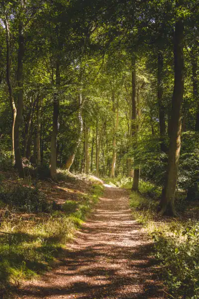 Un sentiero sterrato si snoda in una foresta illuminata dal sole, con alberi ad alto fusto e sottobosco sparso.